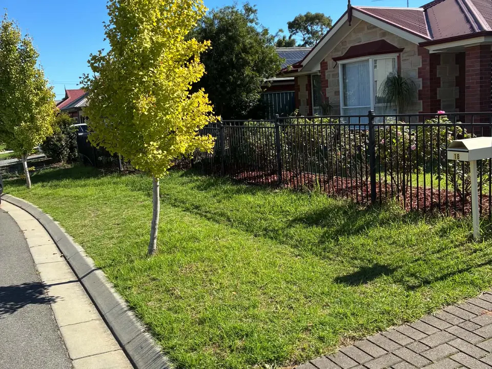 A front lawn strip with a young tree beside the kerb and a paved driveway.
