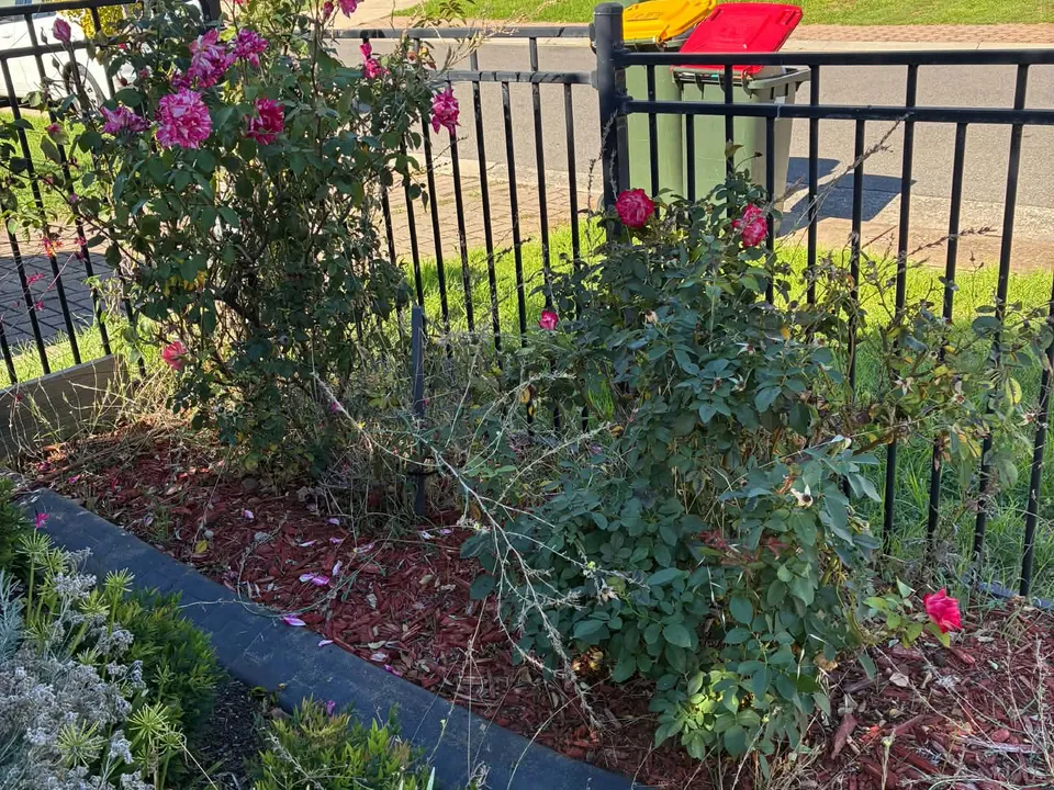 A rose bed along a black front fence before trimming.