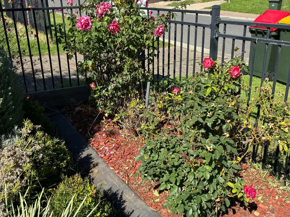 The same rose bed along the front fence after trimming and tidying.
